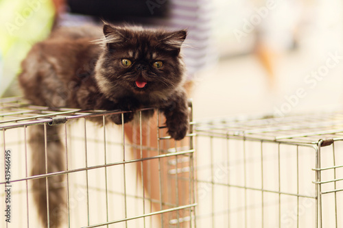 Portrait of a street cat in the city of Yeysk. Russia, Sea of Azov, Krasnodar Territory, Yeysk. photo