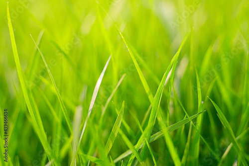 Beautiful close up macro photo of vibrant lush green grass in morning sun from green grass field in garden.