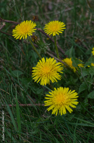 Yellow Dandelions in the Grass