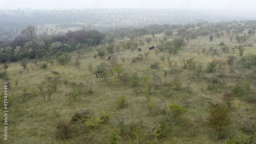Small herd of black wild horses grazing in a misty field,aerial shot.