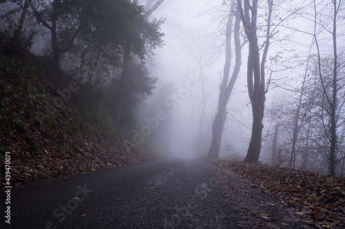 A road going through foggy woodland on a moody winters day photo