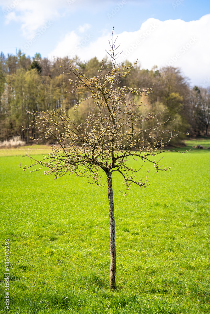 Fototapeta premium Young tree in the field