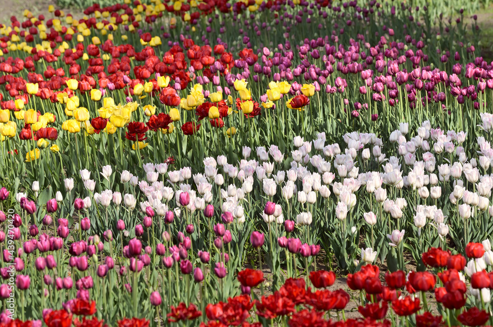 Blooming tulips on the embankment of Novosibirsk. Multi-colored flower bed with selective focus.  Siberia, Russia