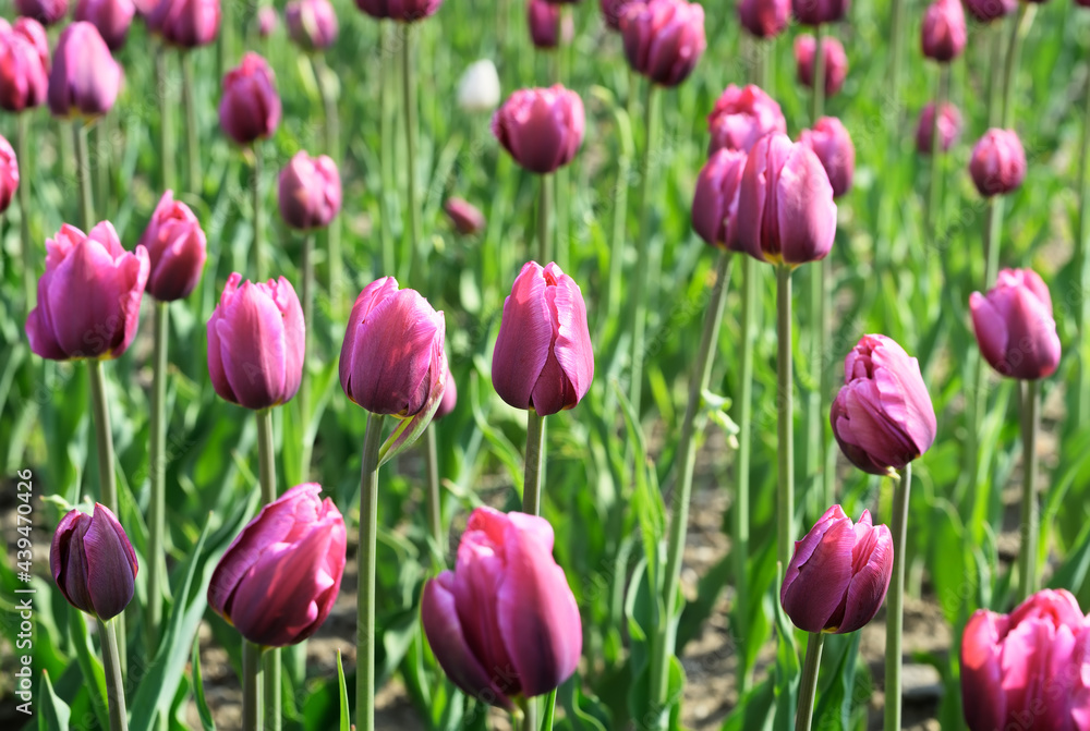 Blooming pink tulips close-up. A flowerbed with fresh buds of growing flowers, a selective focus. Siberia, Russia