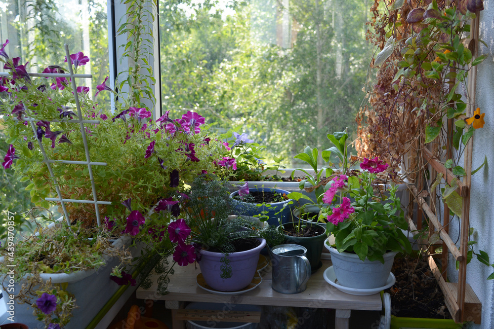 Small garden on the balcony with different flowers in pots and containers. Small garden on the balcony with different flowers in pots and containers.