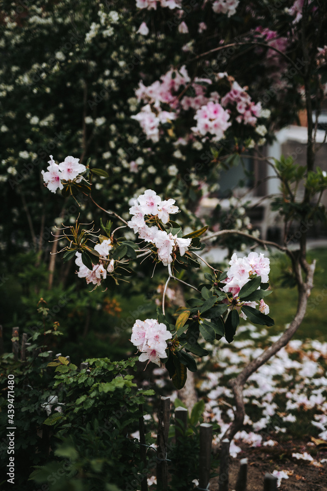Pink Rhododendron flower petals falling in the yard. Pink Rhododendron flower petals falling in the yard.