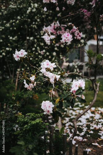 Pink Rhododendron flower petals falling in the yard. photo