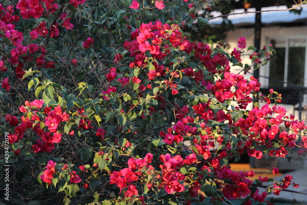 Flores rosas en árbol Flores rosas en árbol