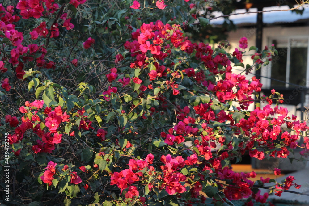 Flores rosas en árbol