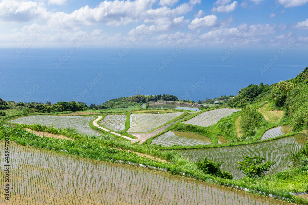 日本の棚田百選東後畑の棚田 山口県長門市 Stock Photo | Adobe Stock