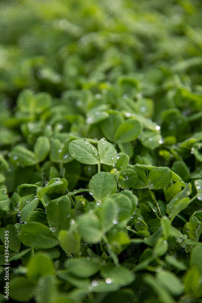 Lush clover Lush clover