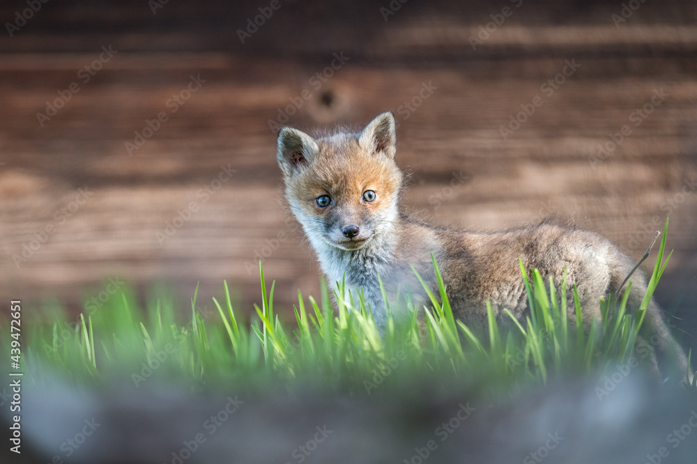 Fototapeta premium Portrait junger Fuchs