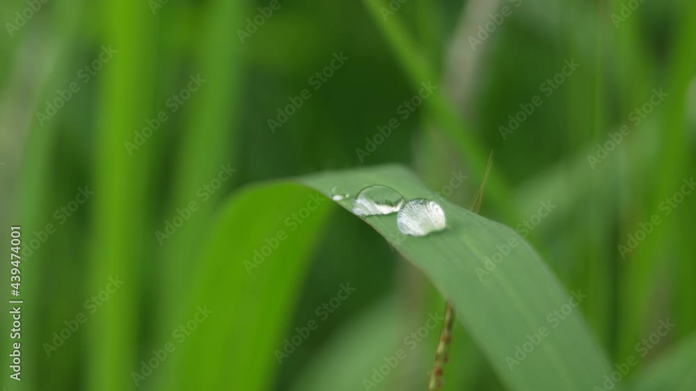 close-up of raindrops on grass leaves daun
