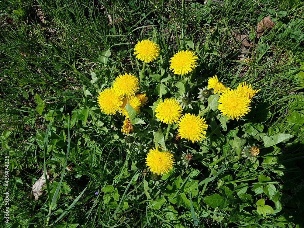 Obraz premium Yellow bright dandelion flowers in fields and meadows on sunny spring days
