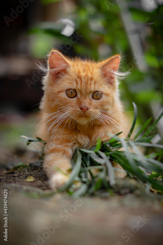 cat on the grass