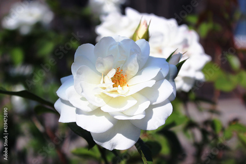 White rose in the garden. Photography can be used as a background, postcard, in articles about flowers, summer.