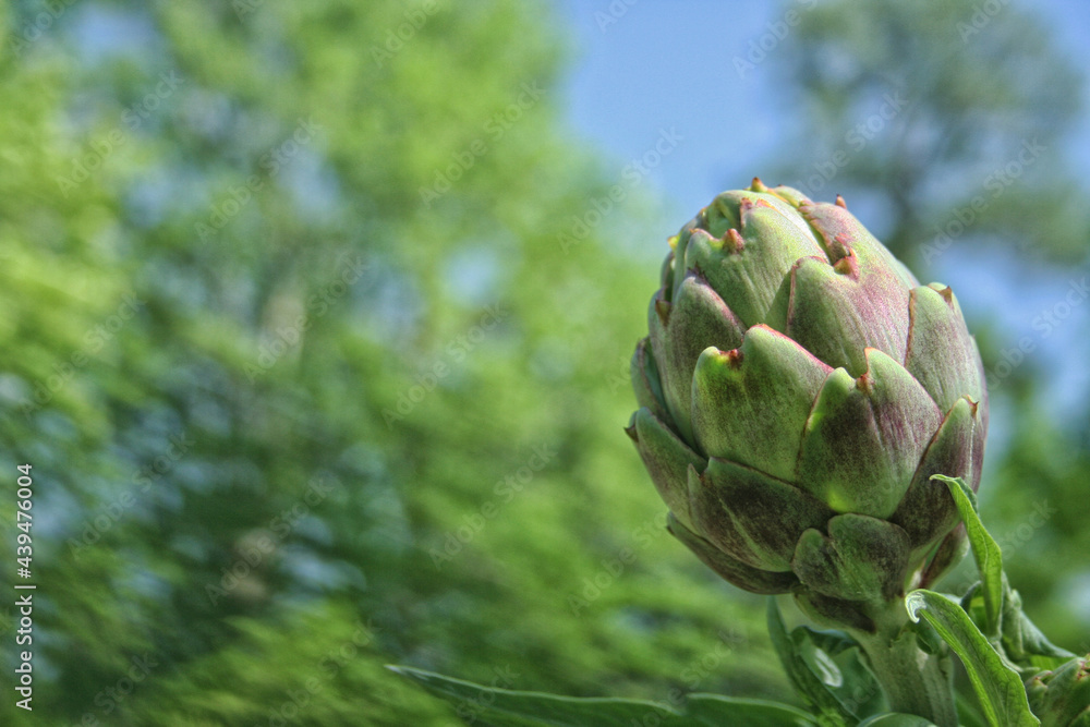 Obraz premium Artichoke in Garden With Blurred Green Plant Background