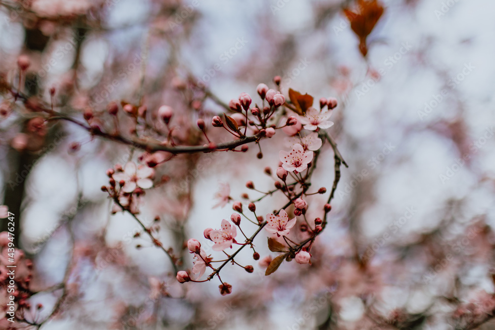 Sakura Sakura