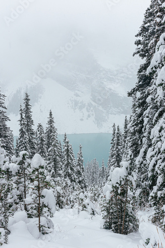 View of Lake Louise through snowy treetops photo