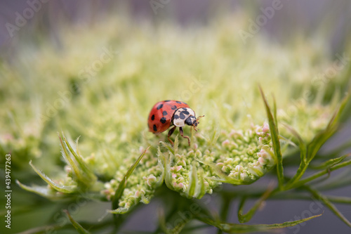 ladybird on carrot seed flower  © Brandy