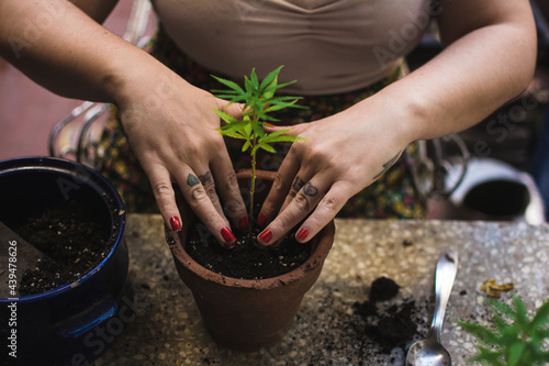 Fresh soil pot with cannabis plant