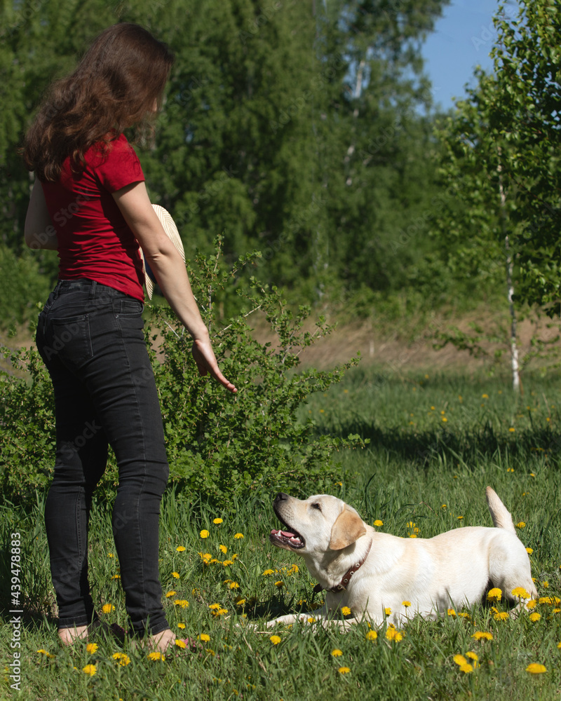 Young woman training or preparing of labrador retriever for exhibition. Animal trainer teaches dog command to stand Young woman training or preparing of labrador retriever for exhibition. Animal trainer teaches dog command to stand