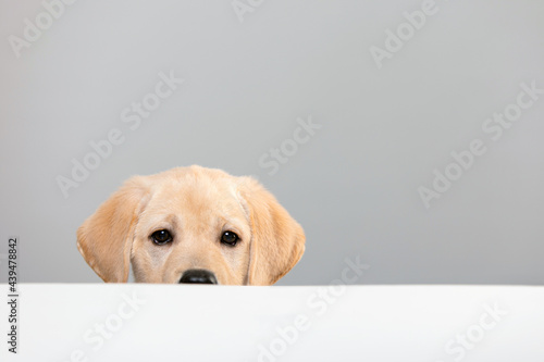 Portrait of labrador puppy peeking muzzle under white table on gray background with copy space. Curious puppy or dog or game of hide and seek with pet. Watching, seeing or know secrets.