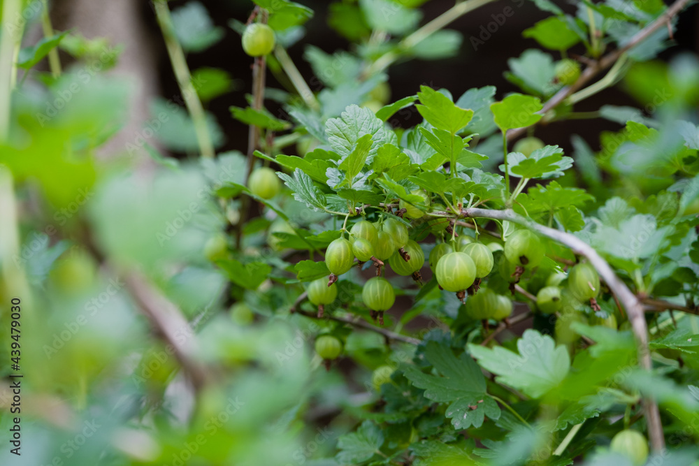 Gooseberries on a branch. Green berries with leaves on a gooseberry bush. Gooseberries on a branch. Green berries with leaves on a gooseberry bush.