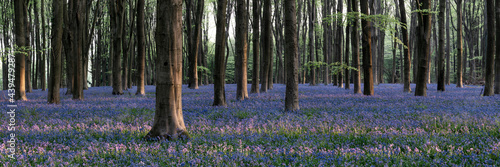 Sea of Bluebells in Micheldever forest photo