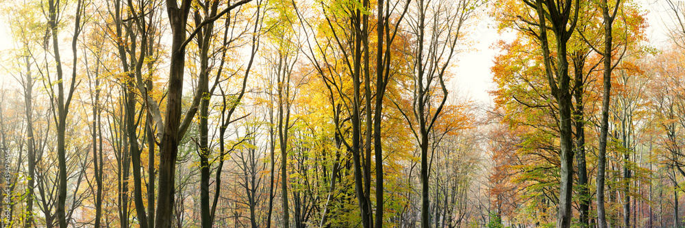 Autumn Fall Woodland Yorkshire Autumn Fall Woodland Yorkshire