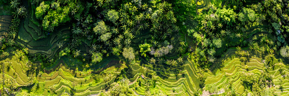 Tegallalang Rice Terrace aerial bali indonesia Tegallalang Rice Terrace aerial bali indonesia