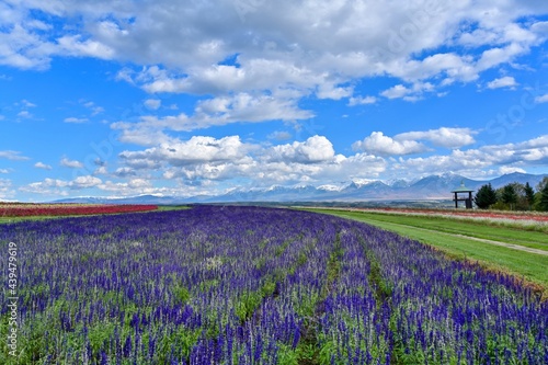青空バックに満開のブルーサルビアと十勝連峰のコラボ情景＠富良野、北海道
