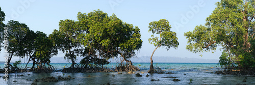 Havelock Island Mangroves Andamans photo