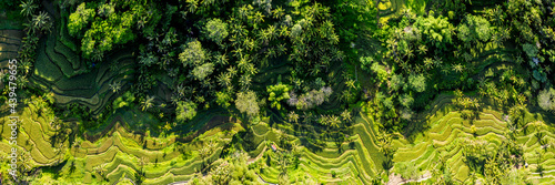 Tegallalang Rice Terrace aerial bali indonesia photo