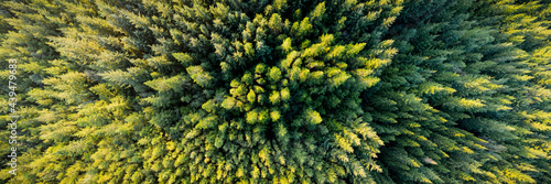 Forest Aerial from above ireland photo