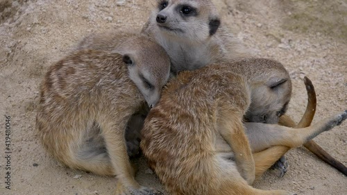 Group of meerkats a species of mammal belonging to the mongoose family. Resting in desert of Africa. photo