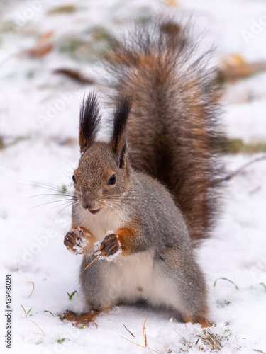 Squirrel standing on its hind legs on the white snow. © Dmitrii Potashkin