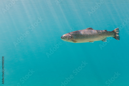 Rainbow Trout Fish in Clear Water Underwater photo