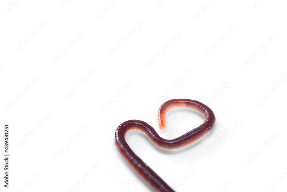 Fototapeta premium Close-up macro photo of earthworm isolated on white background. Studio light made to show how it look beautiful by their smooth shiny tube shape anatomy.