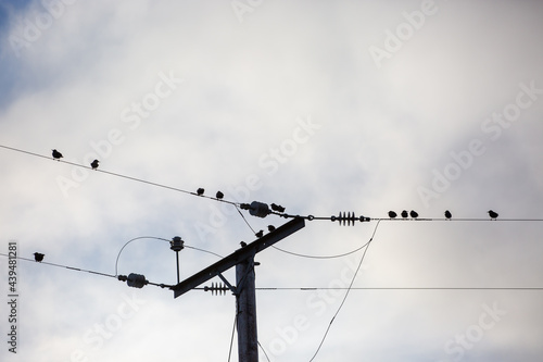 Starlings on telephone wires photo