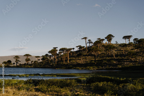 Landscape of a valley on a mountain with an Araucaria trees photo