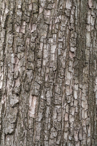 The texture of the bark of an old apple tree