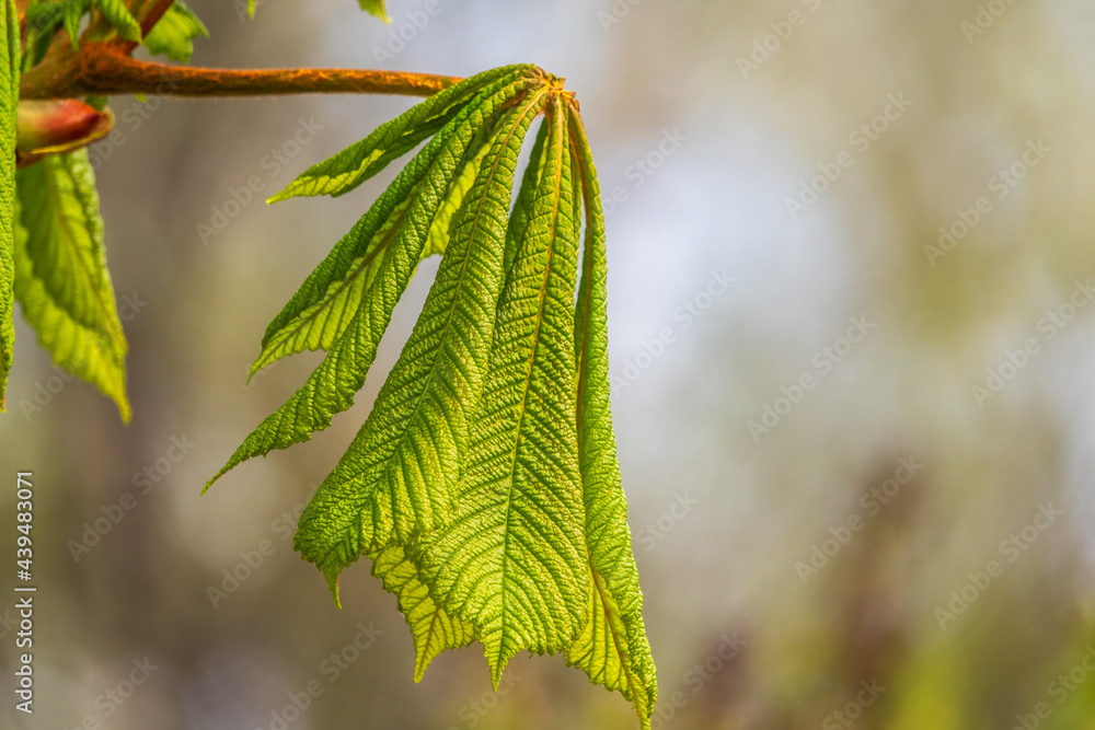 Green Chestnut Leaves in beautiful light. Spring season, spring colors. Green Chestnut Leaves in beautiful light. Spring season, spring colors.