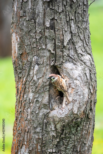 Sparrow sits on a tree trunk near the hollow