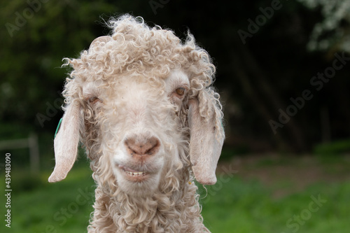 ugly goat photo