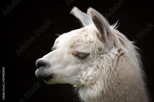 alpaca face © scott