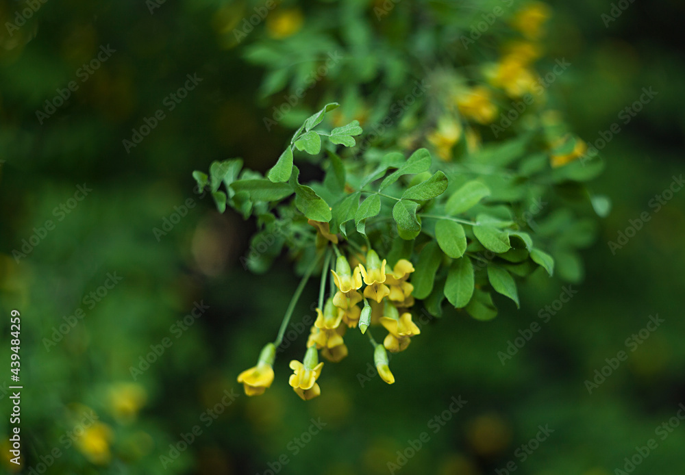 green juicy photo - blooming acacia on a background of green foliage green juicy photo - blooming acacia on a background of green foliage