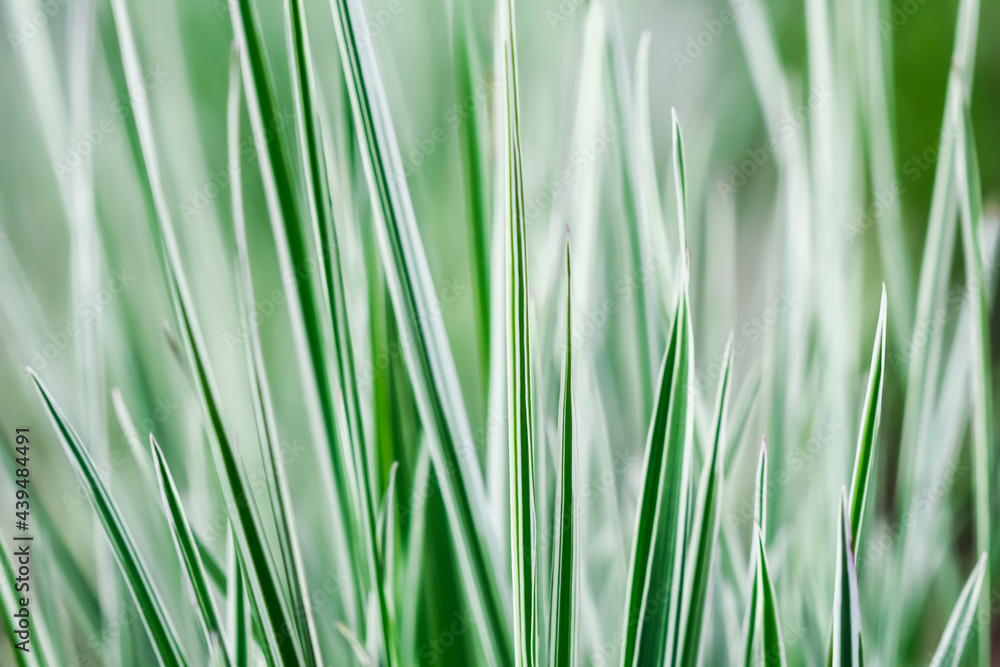 Decorative green and white striped grass. Arrhenatherum elatius bulbosum variegatum. Soft focus. Natural background. Decorative green and white striped grass. Arrhenatherum elatius bulbosum variegatum. Soft focus. Natural background.