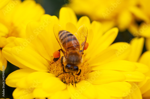 小笠原　花の蜜を吸うミツバチ