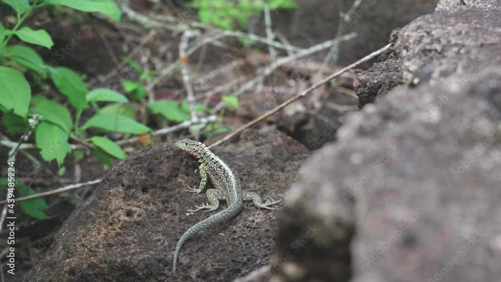 Male and female Galapagos lava lizard in nature, Microlophus albermalensis Male and female Galapagos lava lizard in nature, Microlophus albermalensis